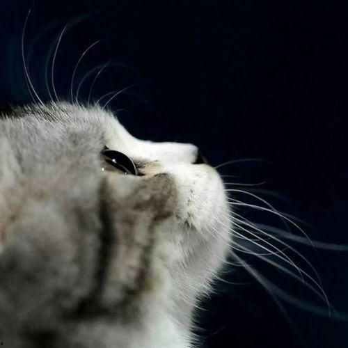 吃瓜娱乐酱抱枕猫,吃瓜娱乐酱带你领略萌宠魅力